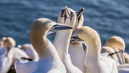 华体会官方入口-NBA更新防疫守则：外出就餐有规定 娱乐场所禁出入