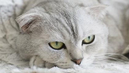 U23国足剑指亚洲冠军